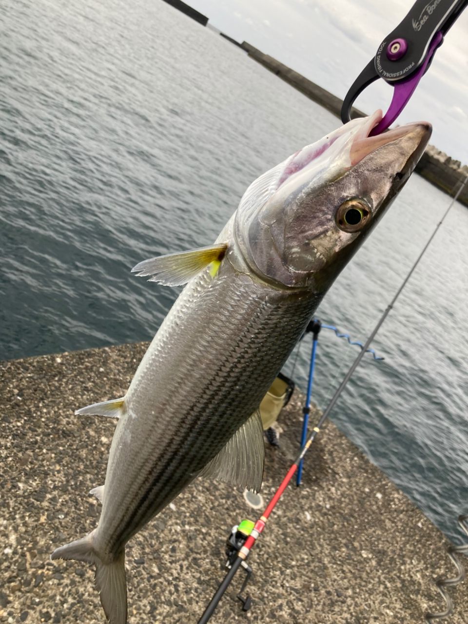 ボーンフィッシュの釣果・釣り情報まとめ - アングラーズ | 釣果600万