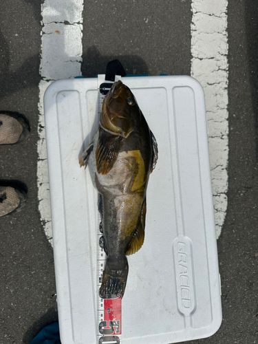 アイナメの釣果