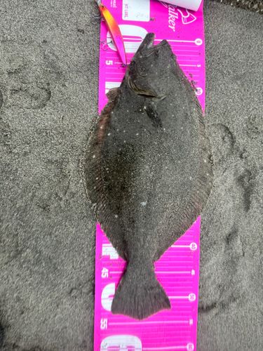 ヒラメの釣果