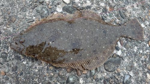 ヒラメの釣果