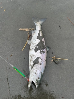 サクラマスの釣果