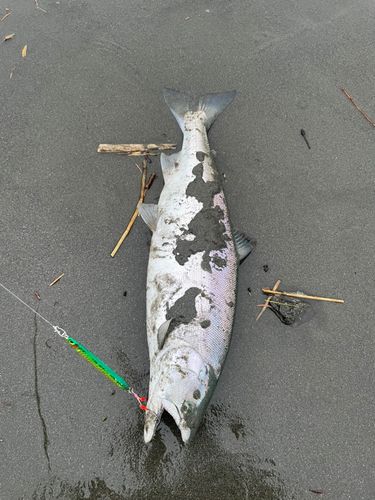 サクラマスの釣果