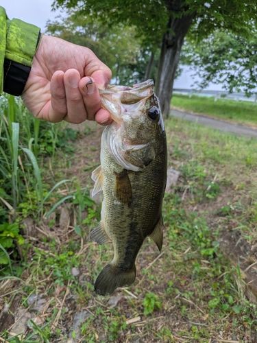 ラージマウスバスの釣果