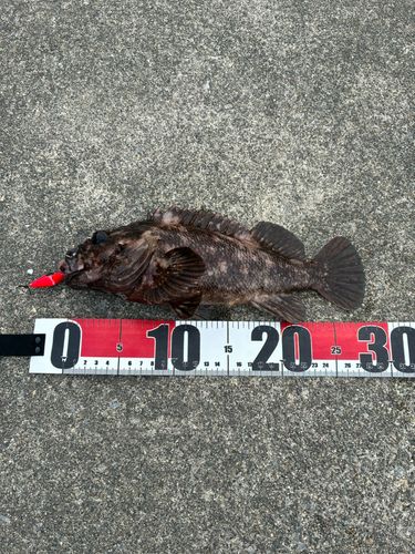 ムラソイの釣果