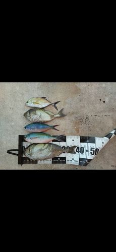 アイゴの釣果