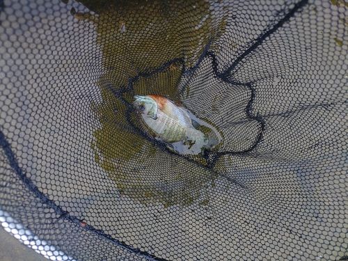ブルーギルの釣果