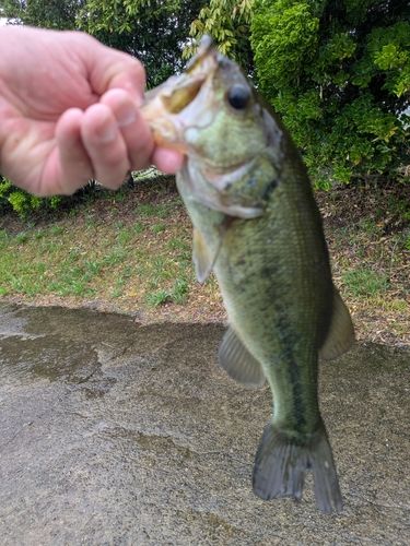 ラージマウスバスの釣果