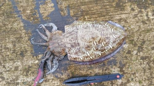 モンゴウイカの釣果