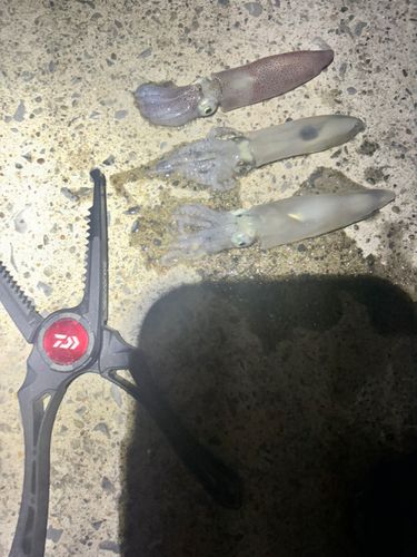 イカの釣果
