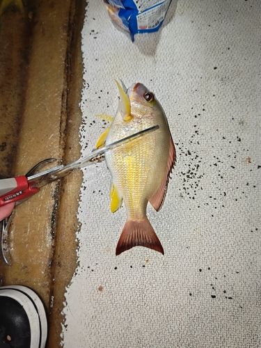 オキフエダイの釣果
