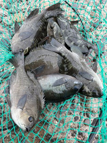 グレの釣果