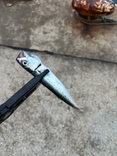 サバの釣果