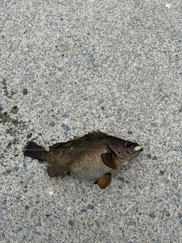 ガヤの釣果