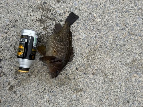 ガヤの釣果