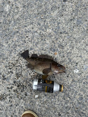 ガヤの釣果