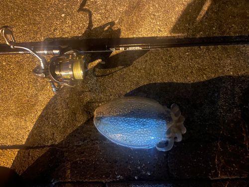 シリヤケイカの釣果