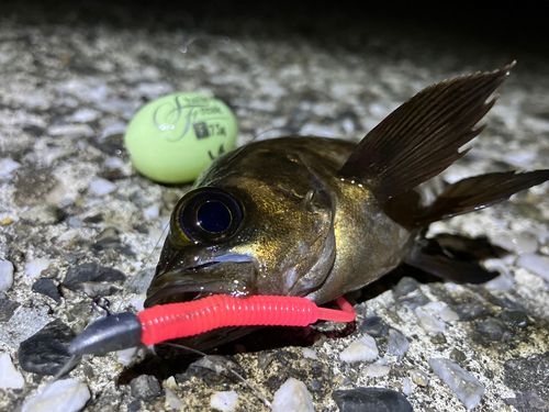 メバルの釣果