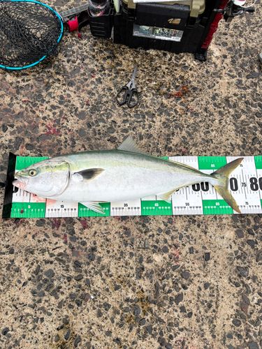 ワラサの釣果