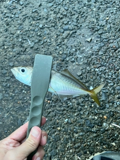 カマスの釣果