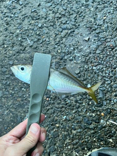 カマスの釣果