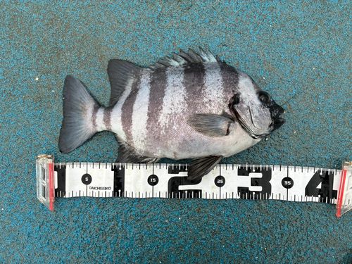 イシダイの釣果
