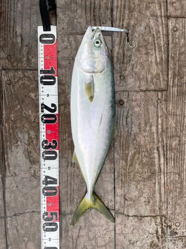 イナダの釣果