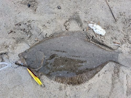 ヒラメの釣果