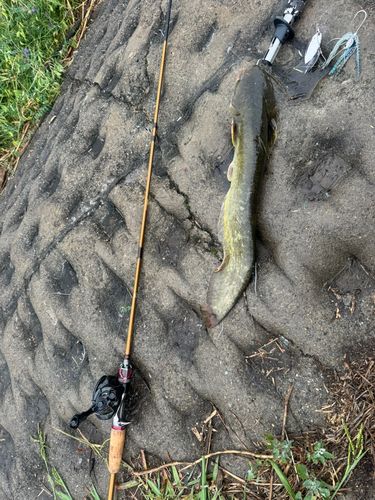 ナマズの釣果