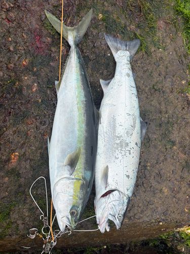 サクラマスの釣果