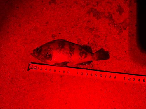 メバルの釣果