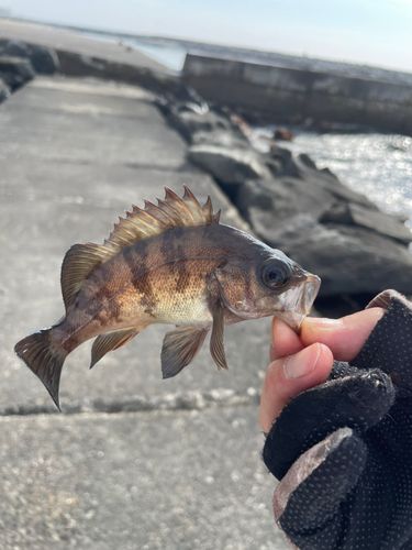 メバルの釣果