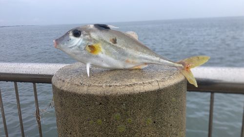 ギマの釣果