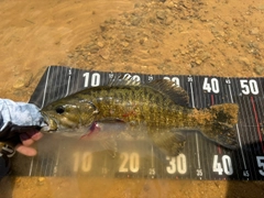 スモールマウスバスの釣果