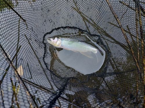 ハスの釣果