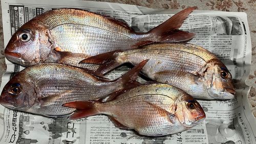 マダイの釣果