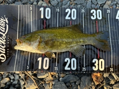 スモールマウスバスの釣果