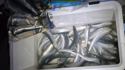 マイワシの釣果