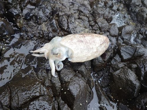 コウイカの釣果