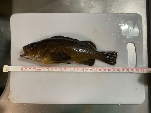 クロソイの釣果