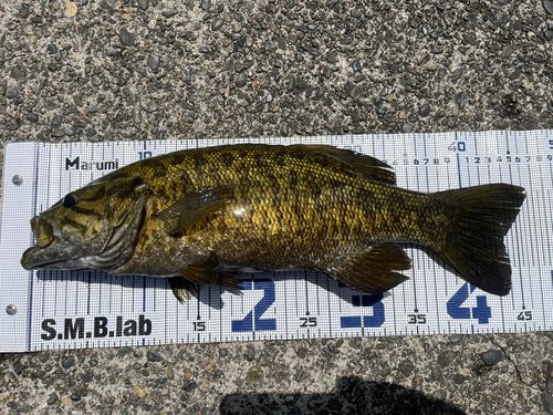 スモールマウスバスの釣果