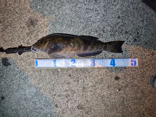 アイナメの釣果