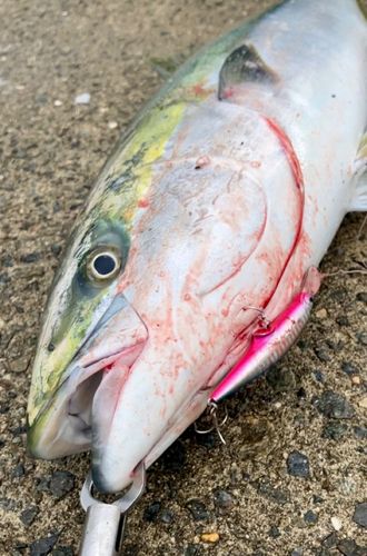 ブリの釣果