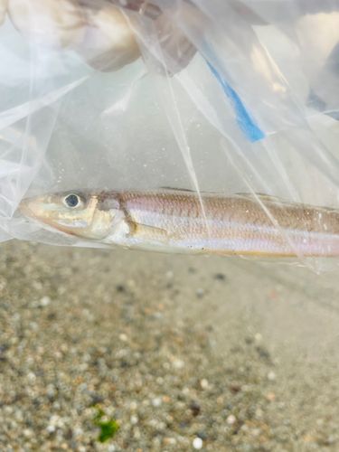 キスの釣果