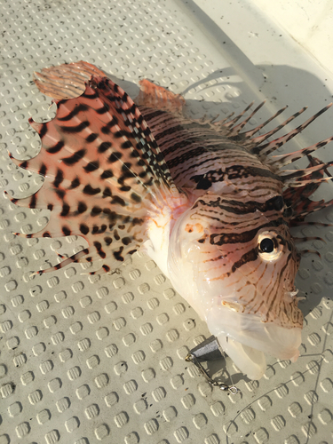 ミノカサゴの釣果