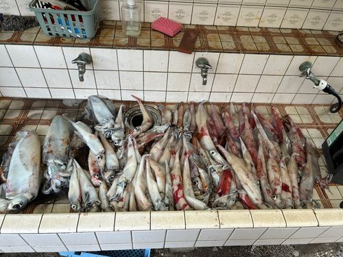 ケンサキイカの釣果