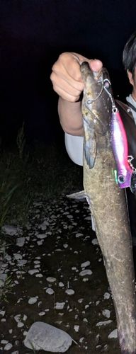 ニホンナマズの釣果