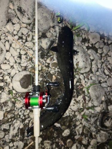 ニホンナマズの釣果