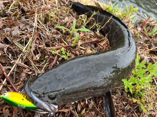 ライギョの釣果