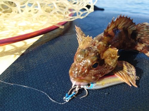アラカブの釣果