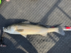 シーバスの釣果